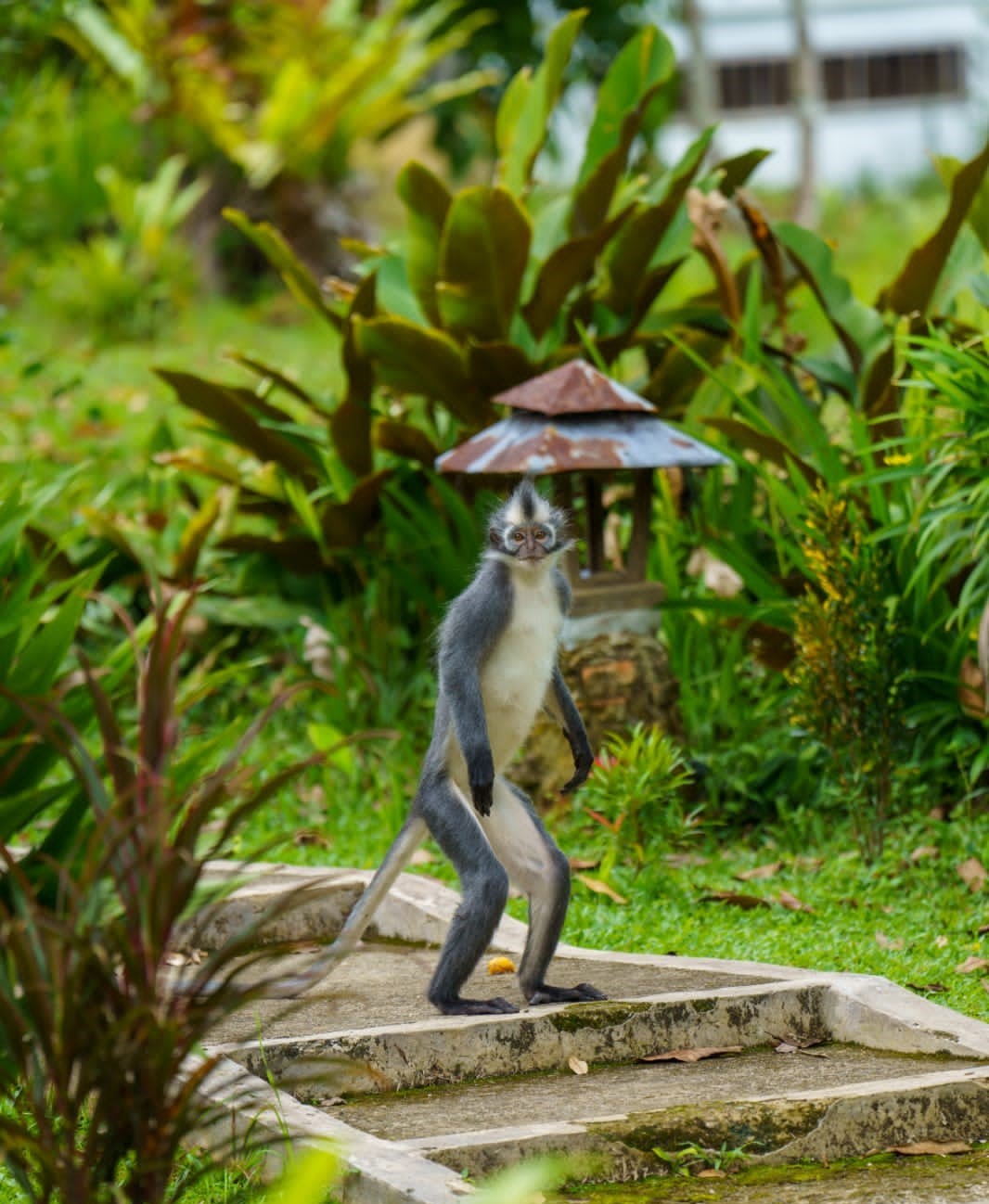 singe dans le village de bukitlawang