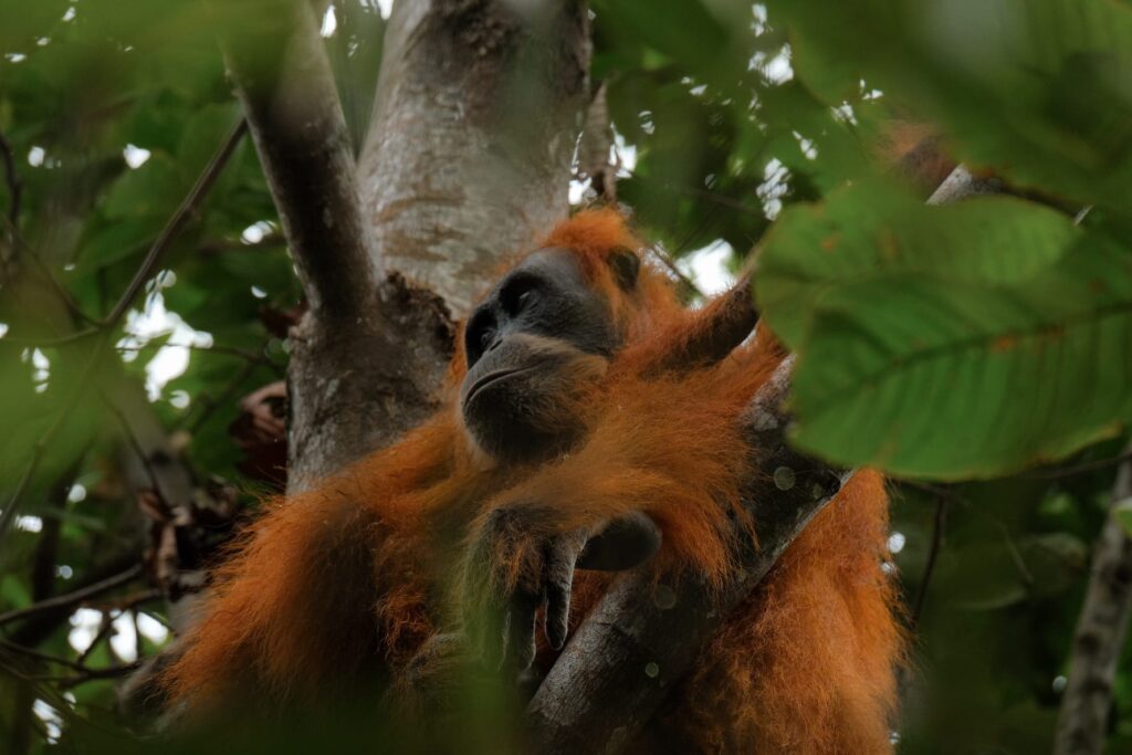 Orangutan-in-its-natural-habitat