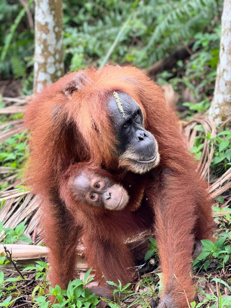 bebe-orangutan-bukitlawang