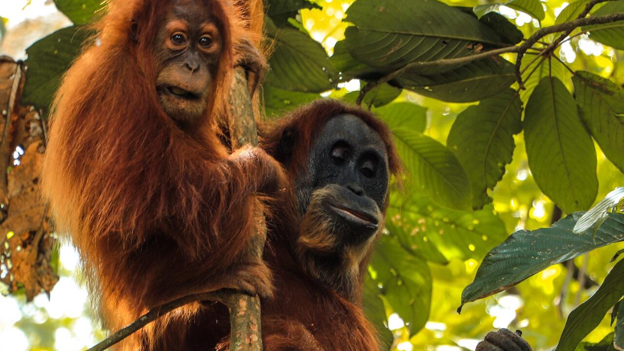 orangutan-bebe-bukitlawang