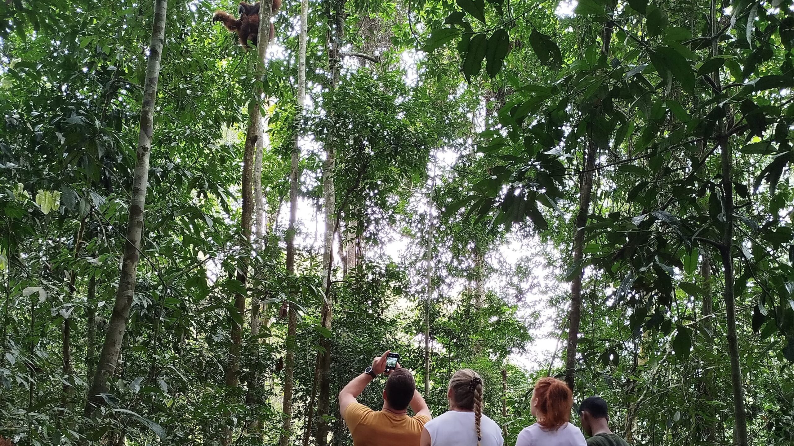 orangutan_avec_randonneur_compagnie_orangutanadventure